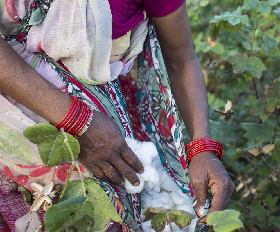 Fairtrade cotton field | Dip & Doze Blog